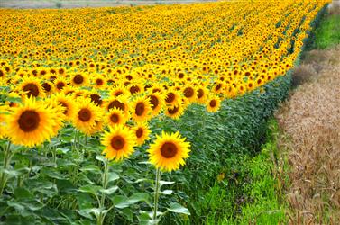 Zéolite - Additif d